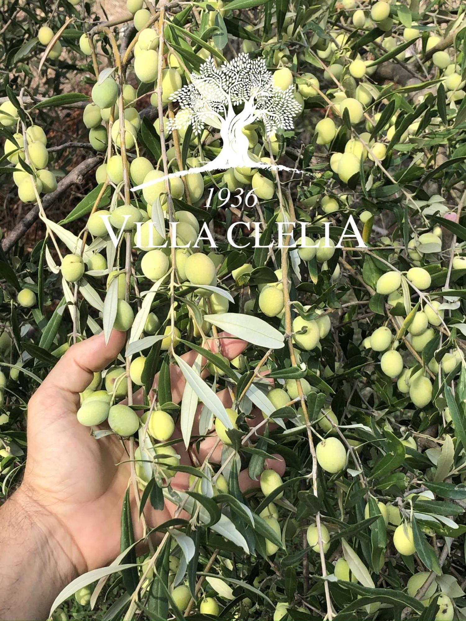 Il Palmento Di Villa Clelia 1936 لوكري المظهر الخارجي الصورة